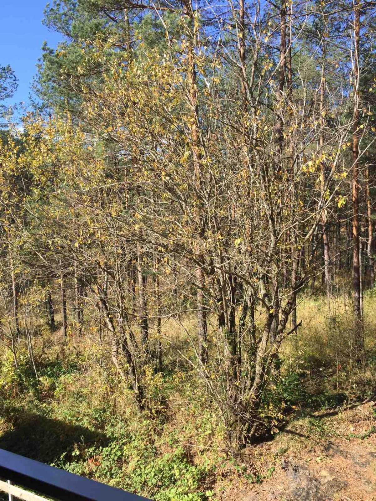 Planinsko Srce Apartamento Divčibare Exterior foto
