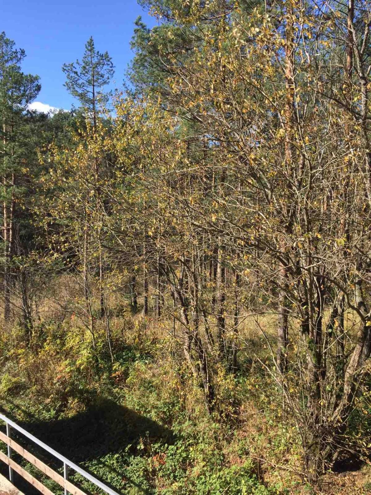 Planinsko Srce Apartamento Divčibare Exterior foto